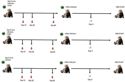 Influenza virus immune imprinting dictates the clinical outcomes in ferrets challenged with highly pathogenic avian influenza virus H5N1